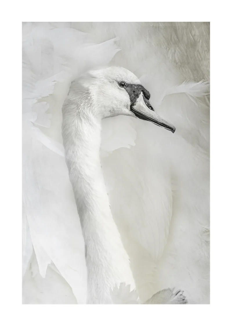 Serenity – The Grace of the Swan is a minimalist limited edition fine art print by Stuart Chapman | The Creative Camera