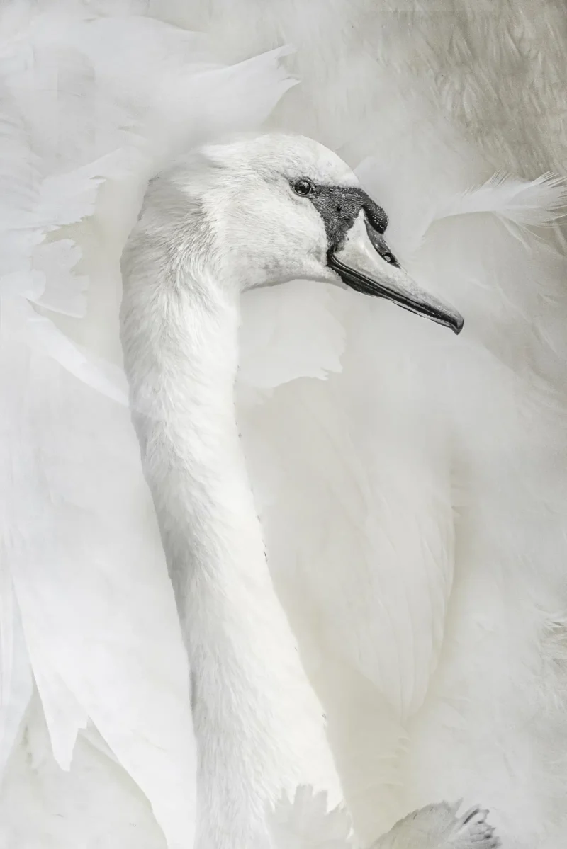 Serenity – The Grace of the Swan is a minimalist limited edition fine art print by Stuart Chapman | The Creative Camera