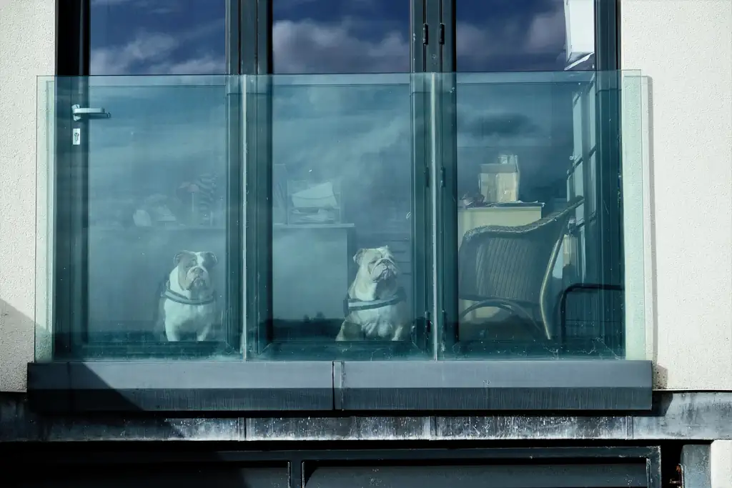 Two dogs in a window | The Creative Camera