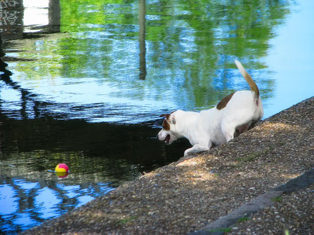Dog looking at a ball in water. River Exe in Cambridge | The Creative Camera