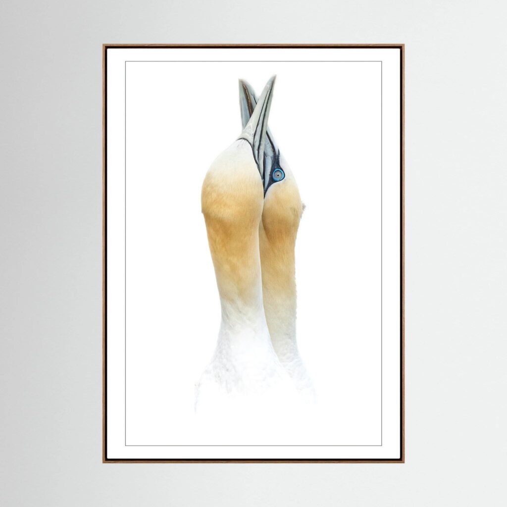 Embrace Framed Canvas Print