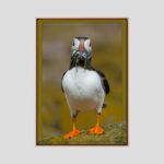 Lunch | A Contemporary Wildlife Fine Art Wall Canvas, Oak frame