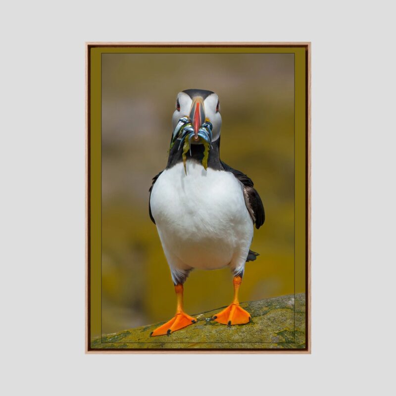 Lunch | A Contemporary Wildlife Fine Art Wall Canvas, Oak frame