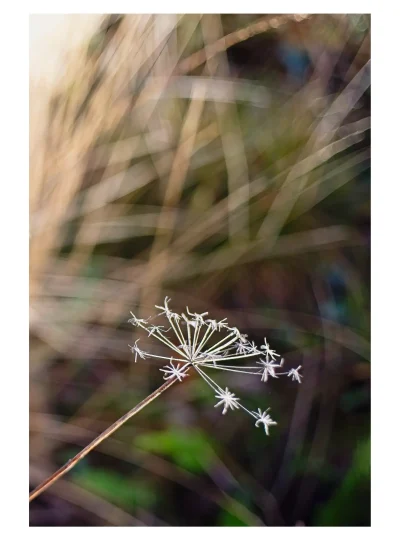Soft Wildflower by Charles David