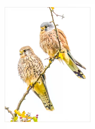 A pair of nesting Kestrels by Stuart Chapman