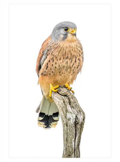 Kestrel on a stump by Stuart Chapman
